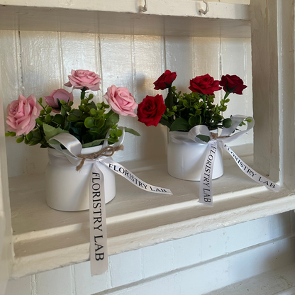 Mini Eternal Rose Plant